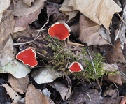 5th Apr 2026 - Signs of spring
