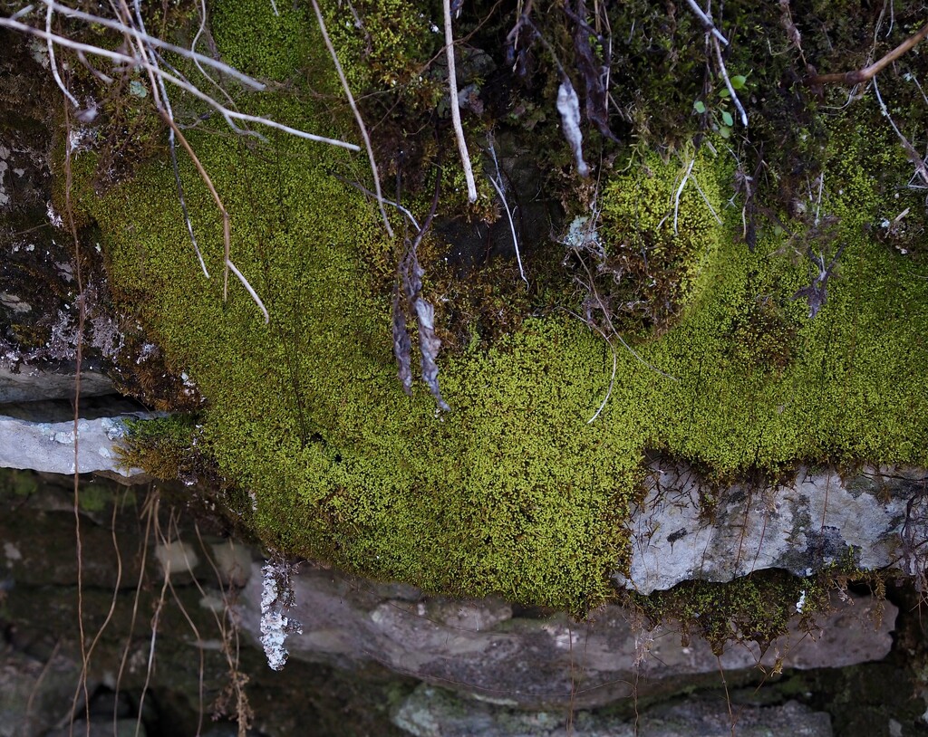 Moss by vlc