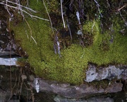 4th Apr 2026 - Moss