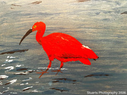 6th Apr 2026 - The scarlet ibis (acrylic painting)