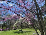 6th Apr 2026 - The redbud and dogwood trees are in bloom