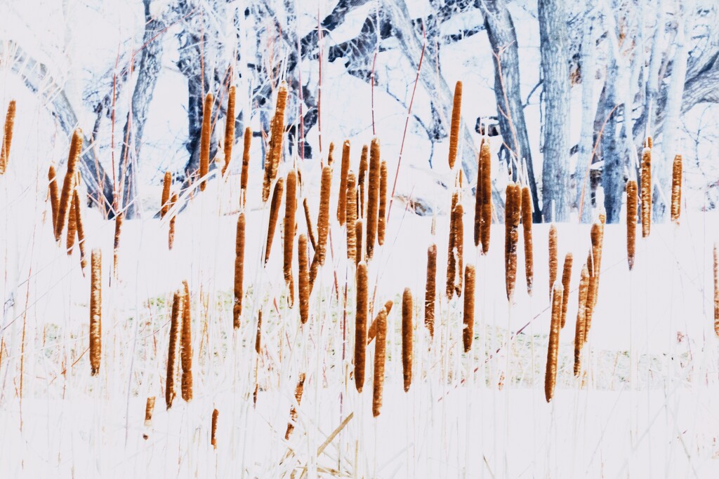 Rushes in Rythm by ikik