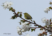 6th Apr 2026 - Visitor