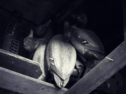 6th Apr 2026 - Decoys