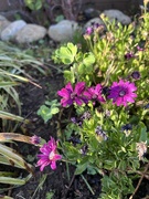 6th Apr 2026 - Garden