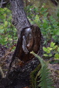6th Apr 2026 - Shhh! I'm Hiding!