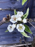 6th Apr 2026 - Fruit blossom