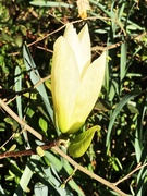 7th Apr 2026 - Nearly