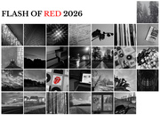1st Apr 2026 - Flash of Red February 2026!