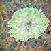Greenshield Lichen
