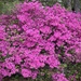Pretty Azaleas 