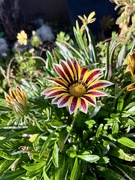 7th Apr 2026 - Gazania