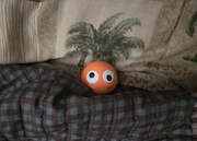 7th Apr 2026 - We've been invaded. 