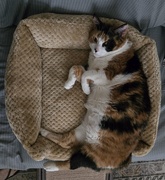5th Apr 2026 - Cat photo #1042