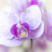 Little Lady Orchid