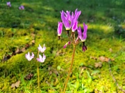 8th Apr 2026 - Shooting Stars