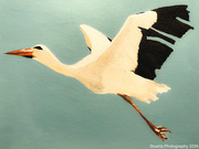 9th Apr 2026 - White stork (acrylic painting)