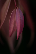 9th Apr 2026 - Mum’s garden