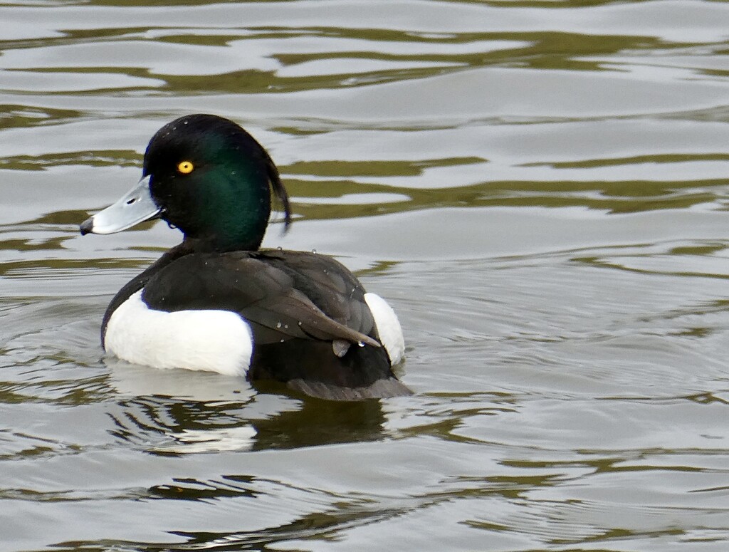 Cute little Tufted Duck by orchid99