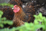 9th Apr 2026 - Golden Laced Wyandotte