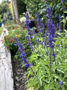 9th Apr 2026 - Salvia