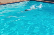 4th Apr 2026 - Swimming "demonstration"