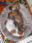 6th Apr 2026 - All tuckered out