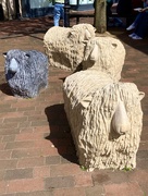 10th Apr 2026 - Spalding sheep!