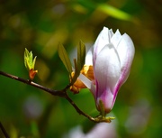 10th Apr 2026 - Saucer Magnolia