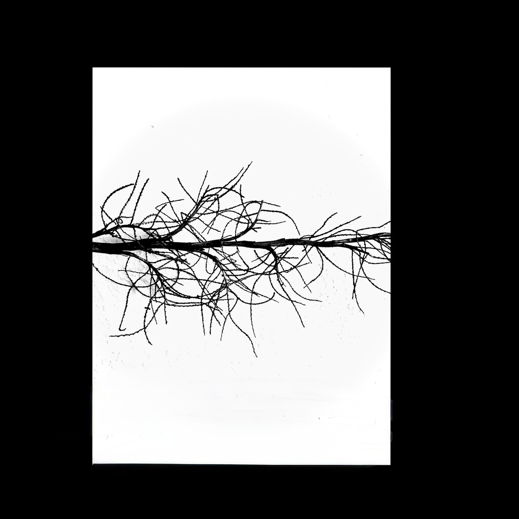 Branching out  by jdm1224