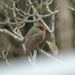 Mrs. Cardinal