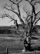 10th Apr 2026 - Rural Iowa USA