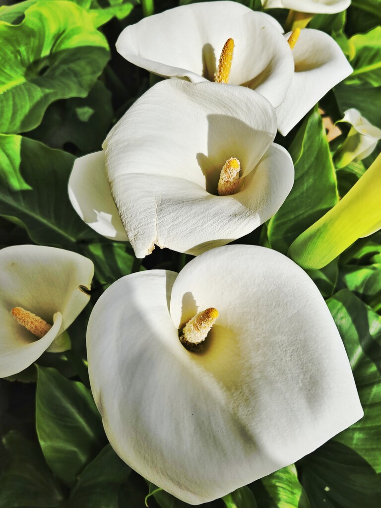 More Zantedeschia by laroque
