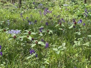 11th Apr 2026 - Spring flowers in the woods