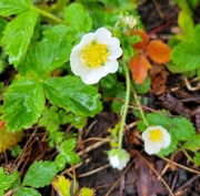 11th Apr 2026 - Strawberries on Their Way