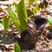 Skunk Cabbage