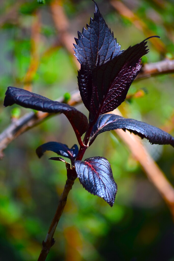 Leaves of a Purple Leaf Plum Tree by richyoung
