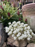 11th Apr 2026 - Sweet Alyssum