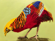 12th Apr 2026 - Golden pheasant (acrylic painting)