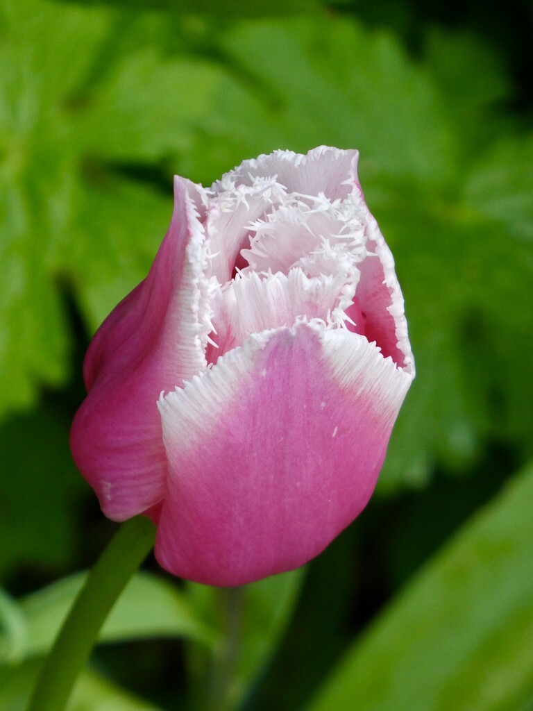 I love my tulips by orchid99