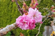 12th Apr 2026 - Cherry Blossoms