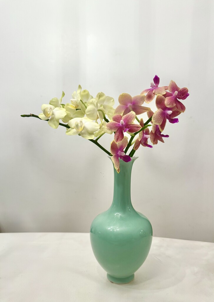 Whispers of Orchid Elegance by rubyflower