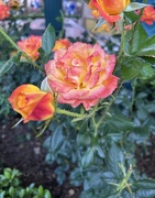 12th Apr 2026 - Rose