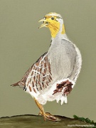 13th Apr 2026 - Grey partridge (acrylic painting) 