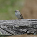 Chipping Sparrow 