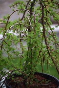 13th Apr 2026 - Weeping Larch