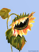 14th Apr 2026 - The common sunflower (acrylic painting)