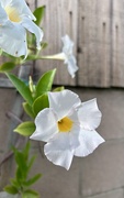13th Apr 2026 - Mandevilla 