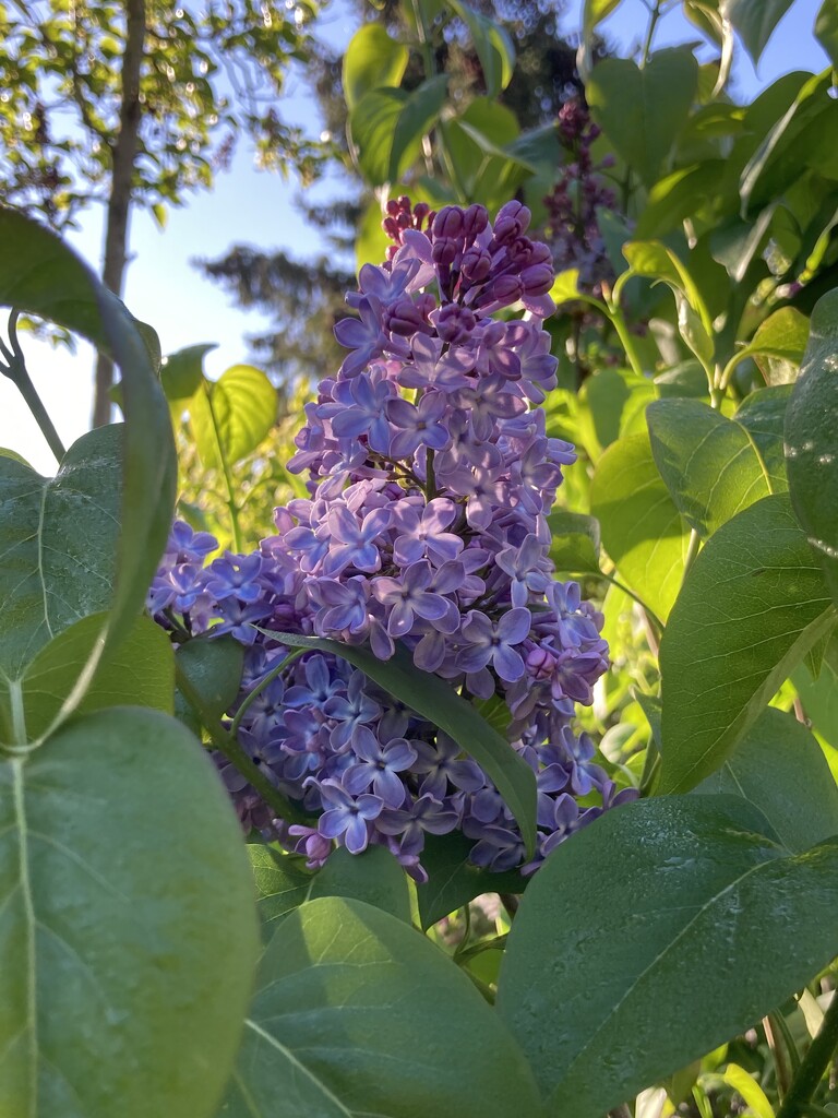 Lilac by 365anne