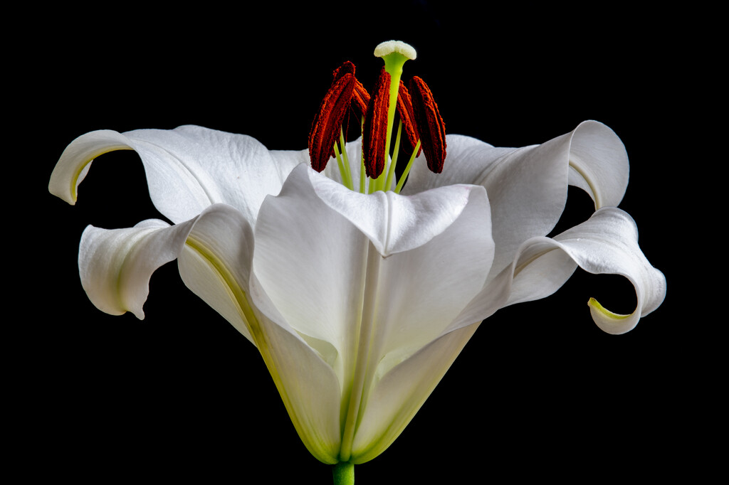 Lily by spanner